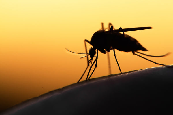 Bubble Bite mosquito