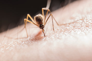 Pik komarja