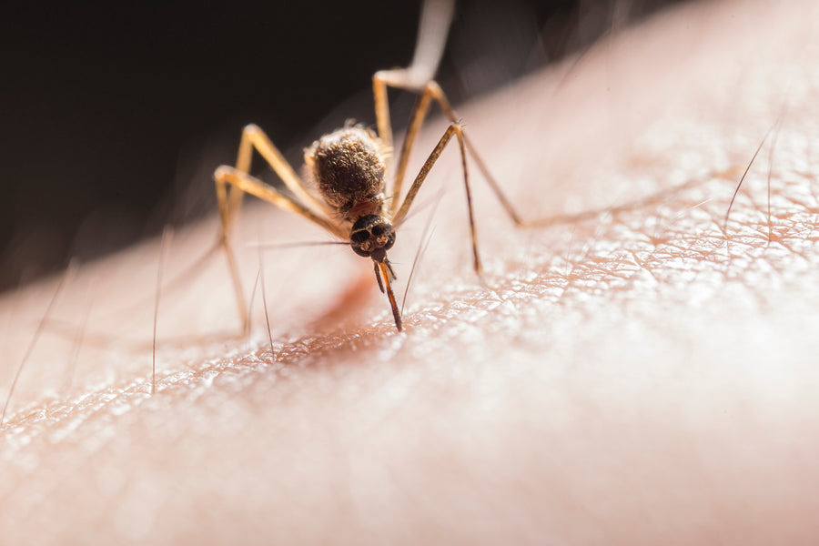Katere bolezni prenašajo komarji?